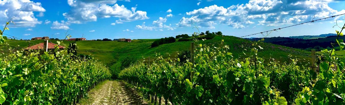 Cimarelli Staffolo -  Vinoso.Shop